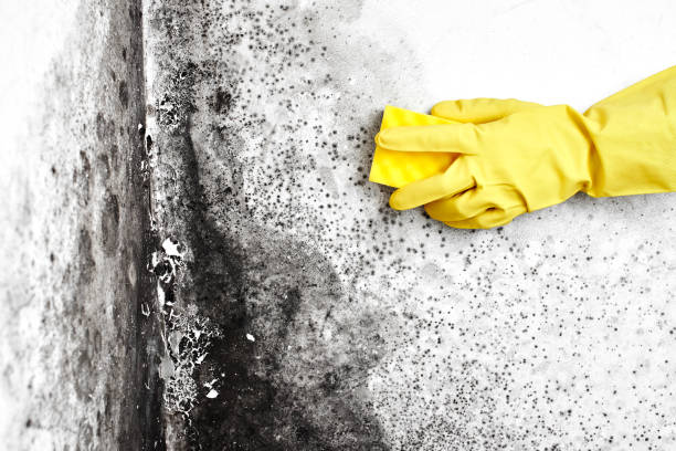 Best Biohazard Mold Removal  in Williamsport, IN